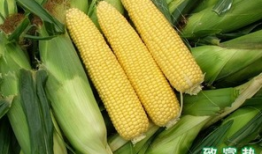 玉米视频,探索农业科技新篇章